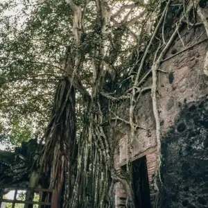 The Silent Revolution - Picture